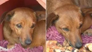 Un perro recorre 12 km para despedir a su dueño: "se acostó y lloró"