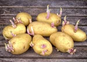 El peligro detrás de las papas germinadas y verdosas