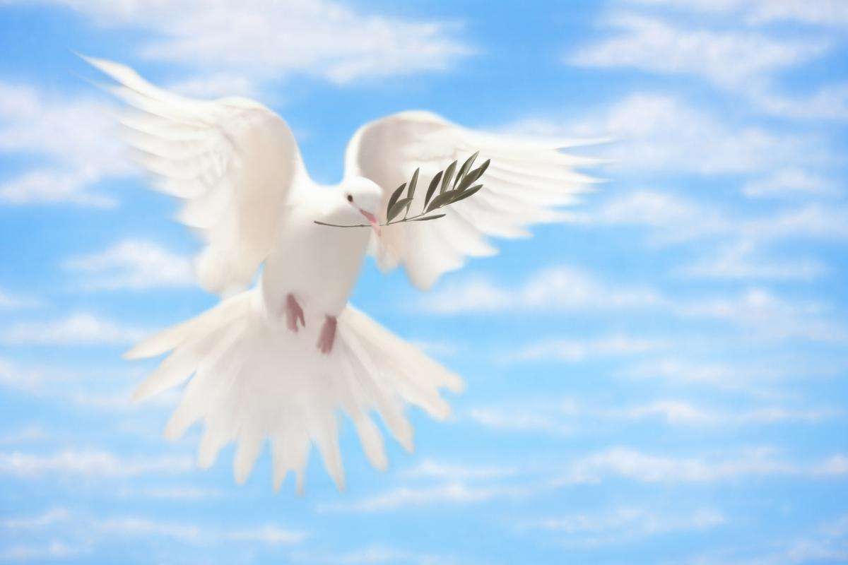 Hoy celebramos el Día Internacional de la Paz