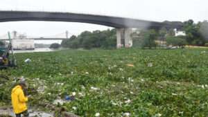 Acumulación de lilas y desechos obliga al cierre temporal del Puente Flotante