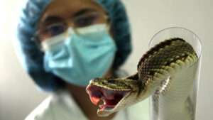 Científicos recurren a serpientes para investigar exceso de ácido úrico en el organismo humano