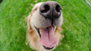 Una enfermedad silenciosa se transmite a través de los perros: cómo detectarla y prevenir