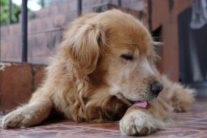 Detectan enfermedad silenciosa que se transmite a través de los perros