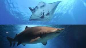 Especies marinas protegidas: prohíben comercio de manta raya y tiburones