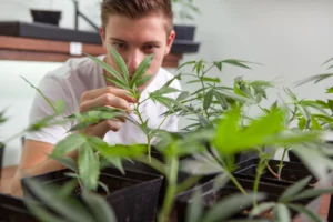 Estudio revela que consumir cannabis en la adolescencia duplica el riesgo de trastornos psicóticos y bipolares