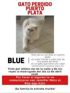 Buscan gato persa perdido en Puerto Plata; familia pide ayuda para encontrarlo